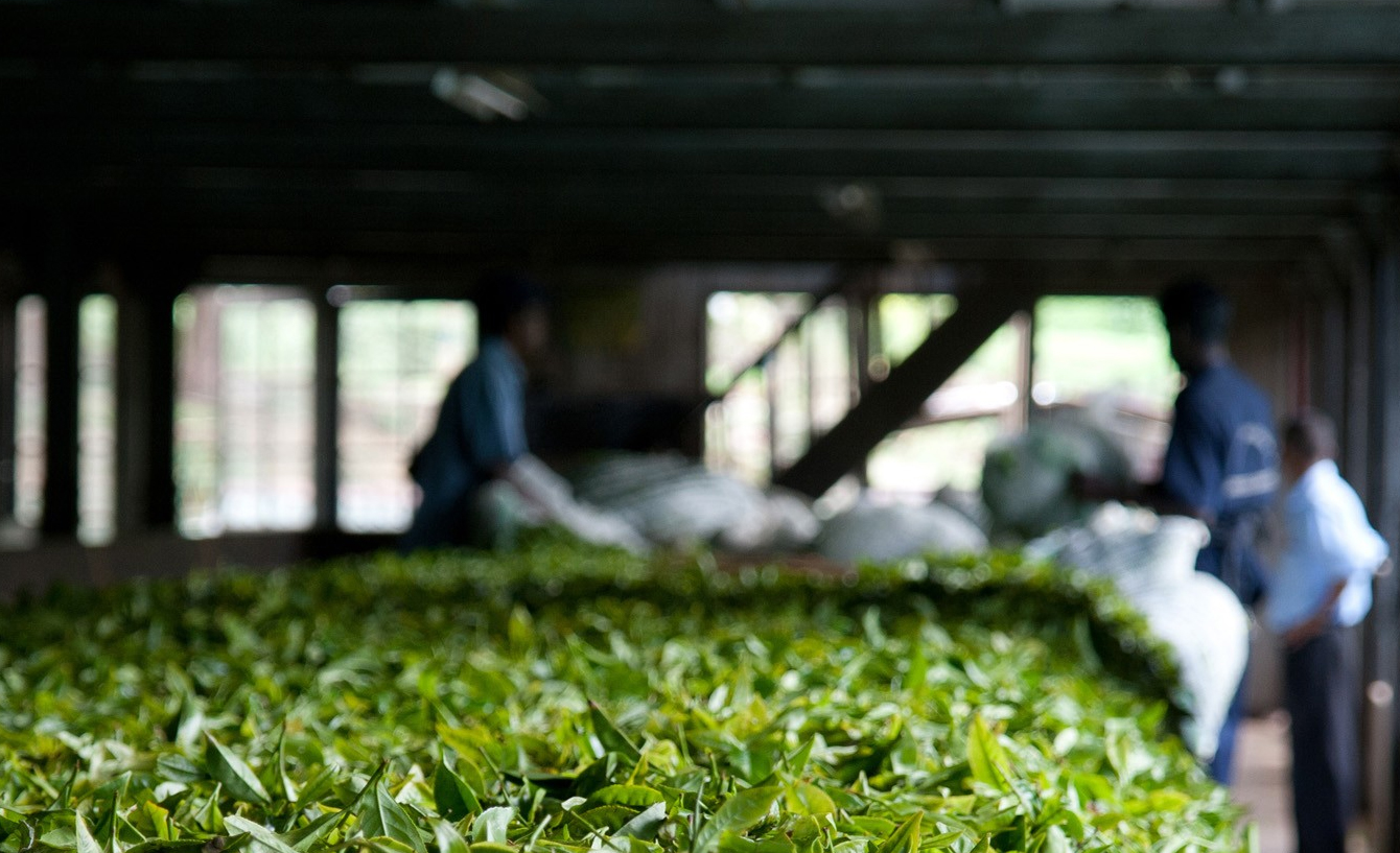 Le thé vert – La vallée des Thés